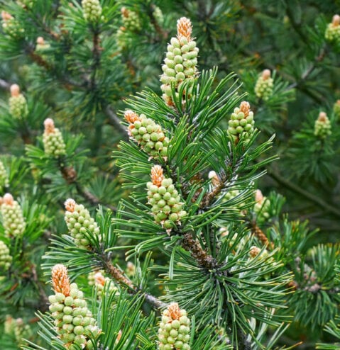 Pinus mugo bjergfyr