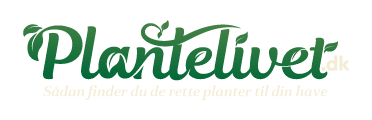 Plantelivet.dk - Sådan finder du de rette planter til din have